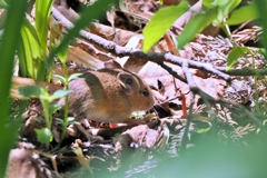 森に生きる (ヒメネズミ?)
