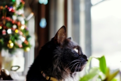 Christmas Eve　(reo) 