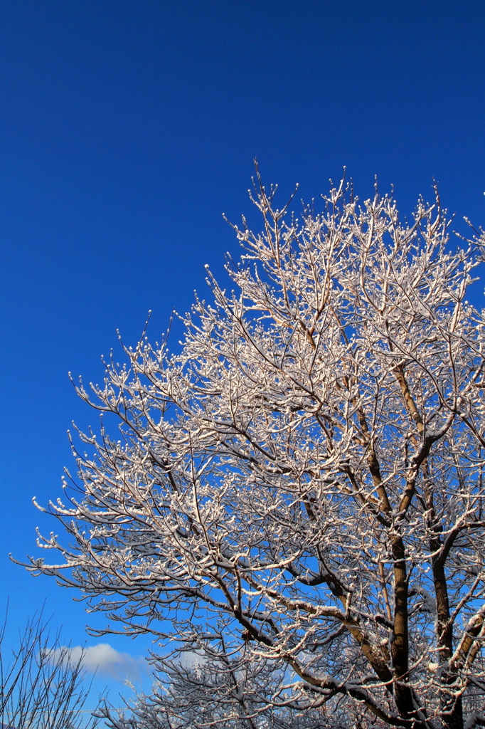 雪の朝　1