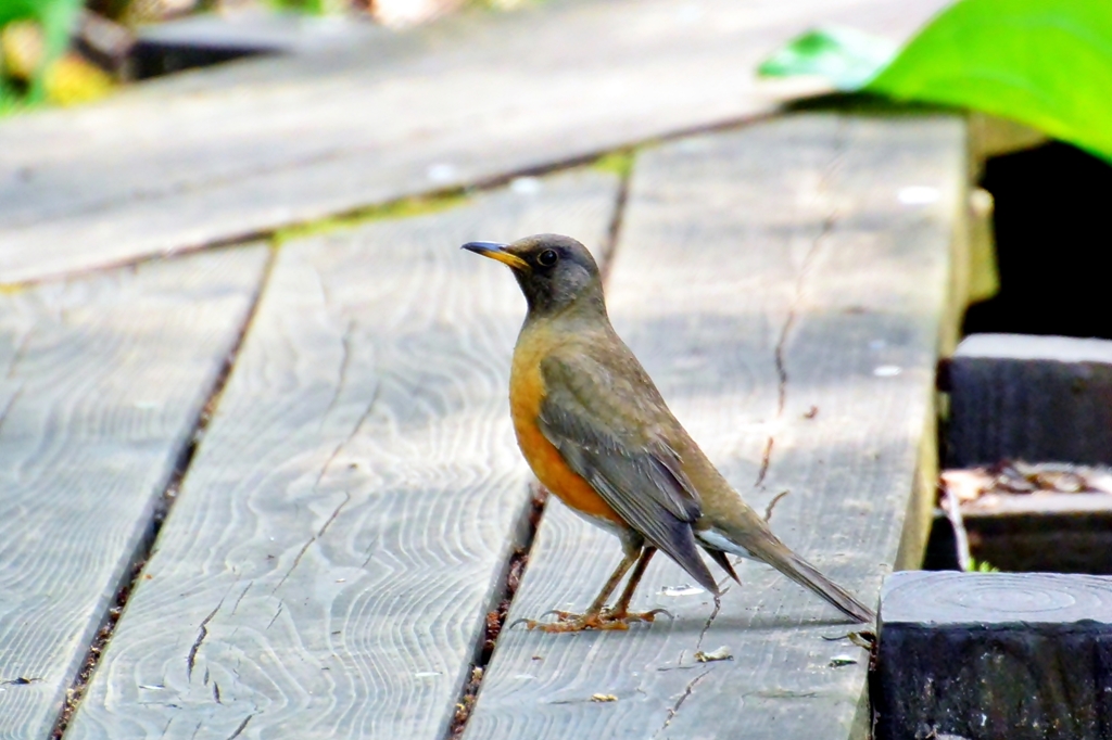 アカハラ♂