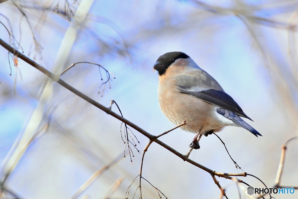 ウソ♀