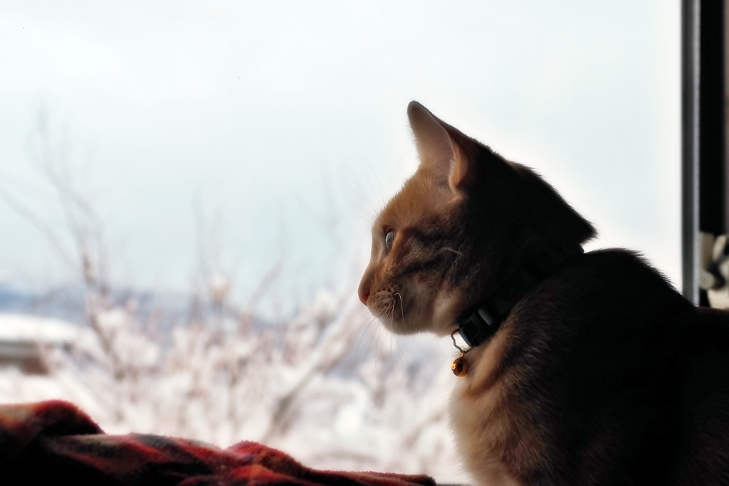 雪の朝（chata）
