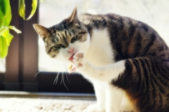 あしペロ