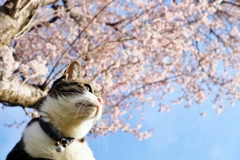 わが家のさくらと猫 (sora)