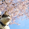 わが家のさくらと猫 (sora)