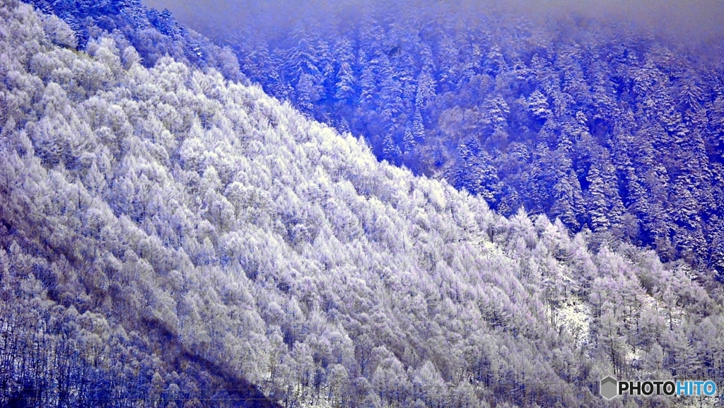 雪の森*