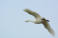 Tundra swan