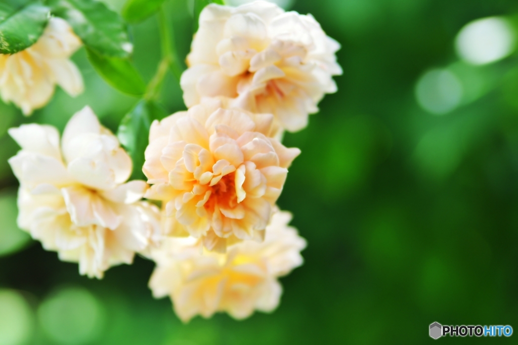 庭の花（バラ）