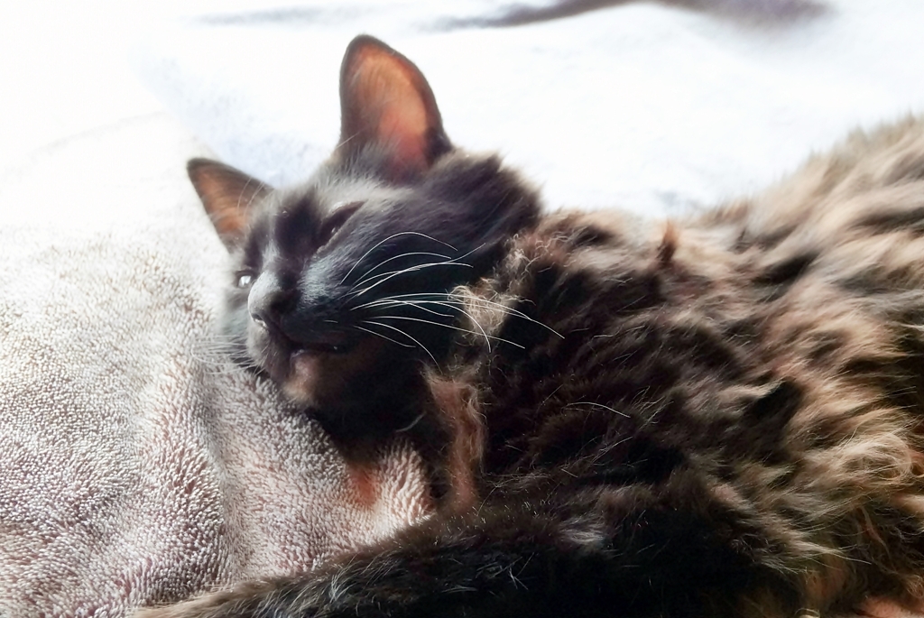 とろける時 (reo)