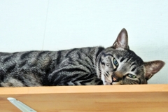 眠いねぇ～ (shima) 