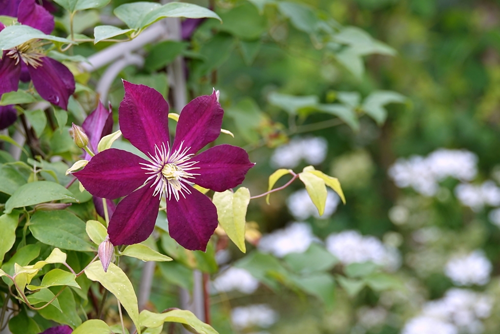 庭の花（クレマチス）