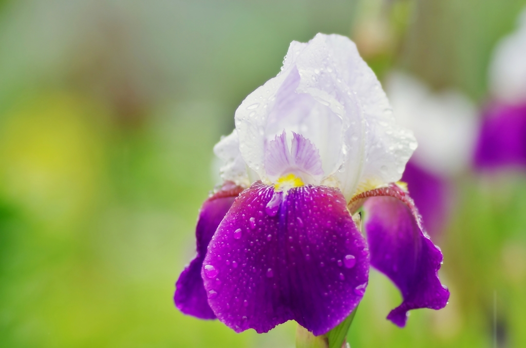 ジャーマンアイリス