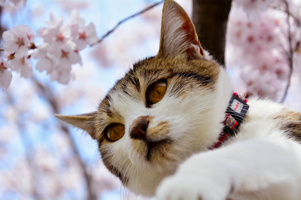 花より...　(goma)