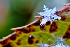 snow crystal -ⅰ-