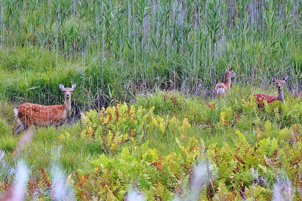 ニホンジカ♀