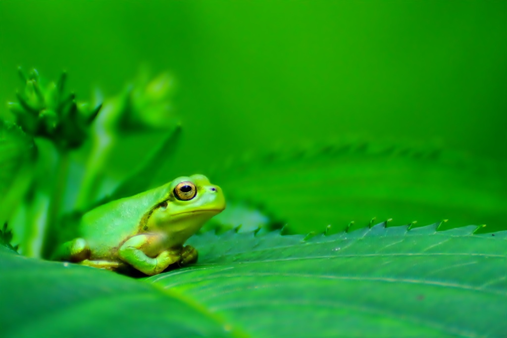 Green（夏）