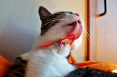 ぺろ〜ん（組み写真3/4）