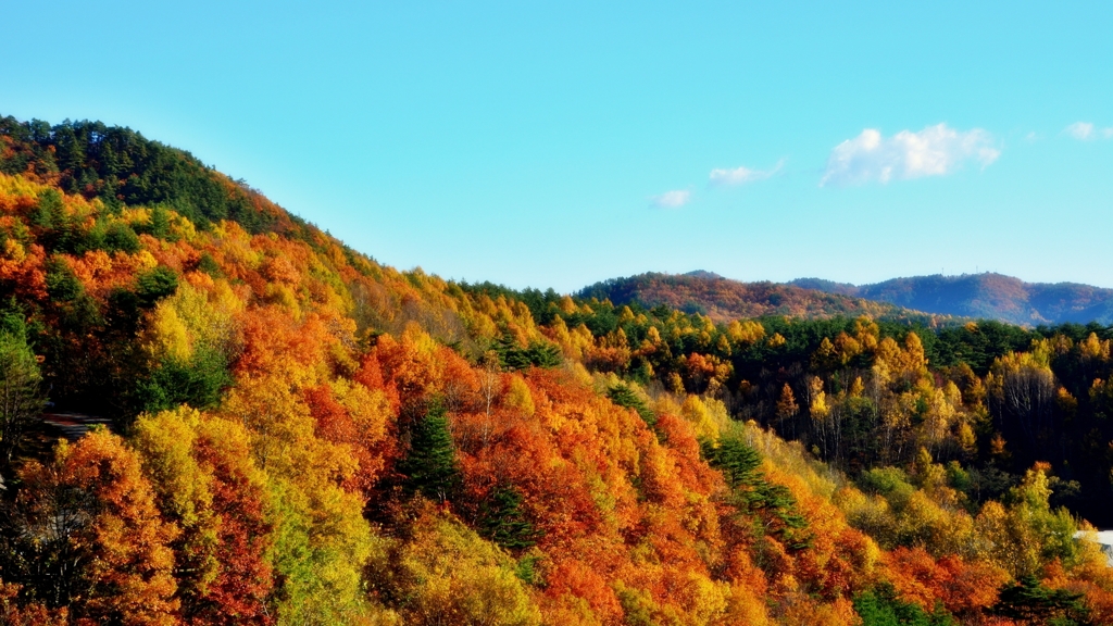 Autumnal leaves (3/6)