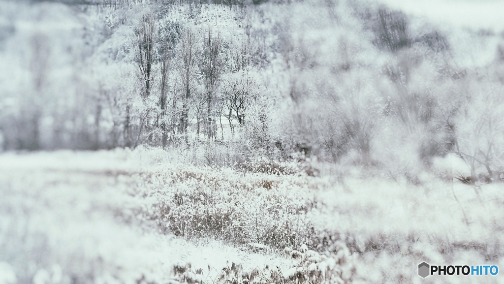 雪の朝