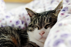 peaceful (sora) 