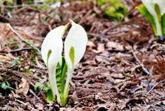 森に咲く (ミズバショウ)