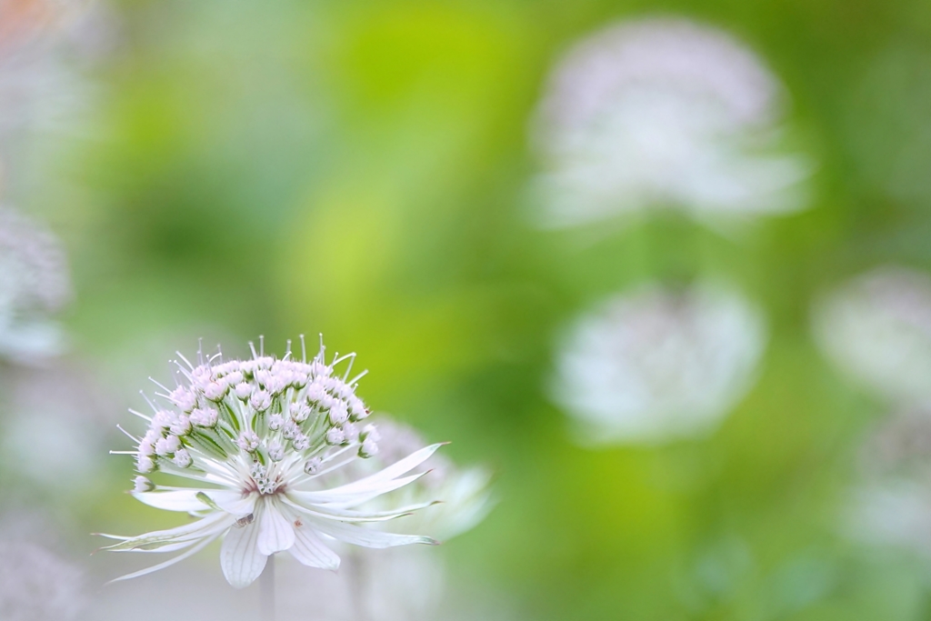 庭の花2019（アストランティア　フローレンス）