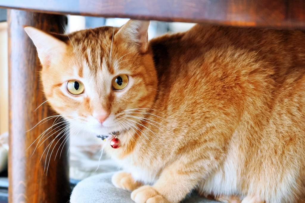 どかないよ (fuu) 