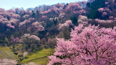 私の町の桜（陸郷山桜）
