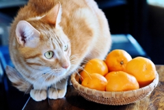 Orange Harmony (chata) 