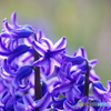 庭の花（ヒヤシンス）