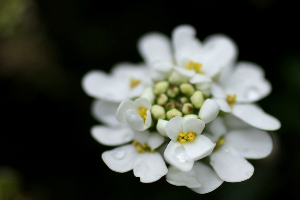 小さき花