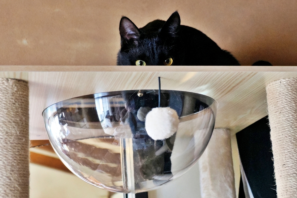 キャットタワー (rai)