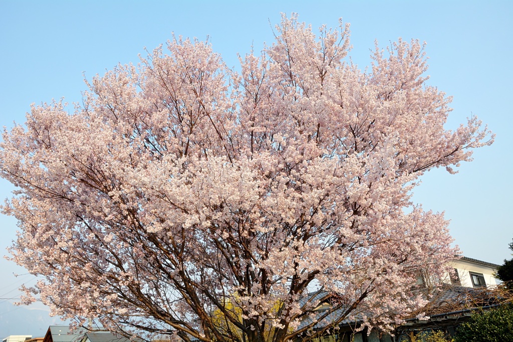 桜（満開）