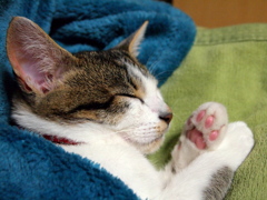 I'm only sleeping