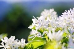 庭の花