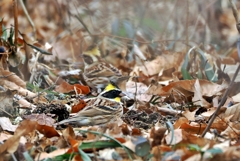 ミヤマホウジロ♂♀