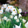 庭の花2021（スノーフレーク）