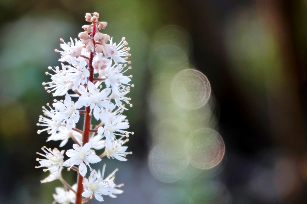 庭の花2019（ティアレア）