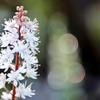 庭の花2019（ティアレア）