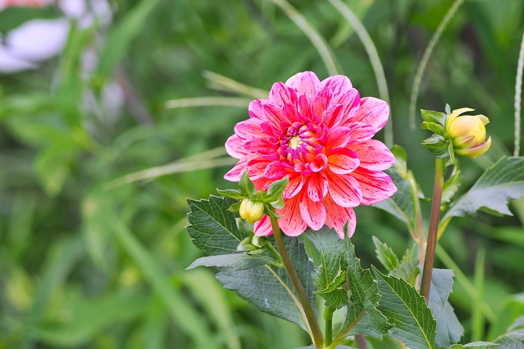 庭の花2024（ダリア）