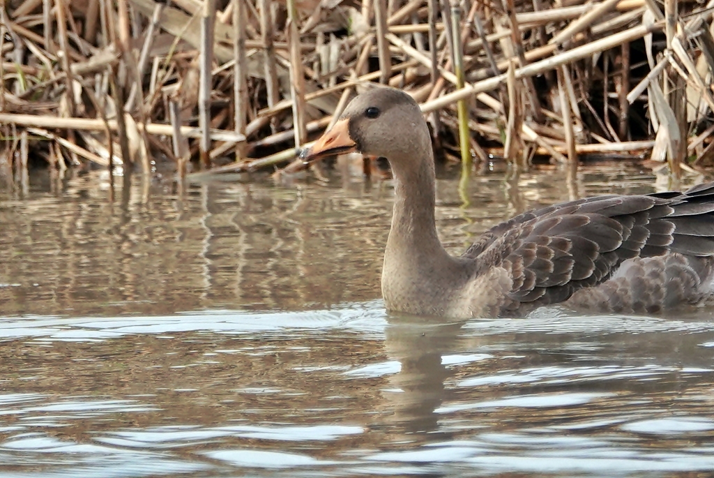 マガン（若鳥）