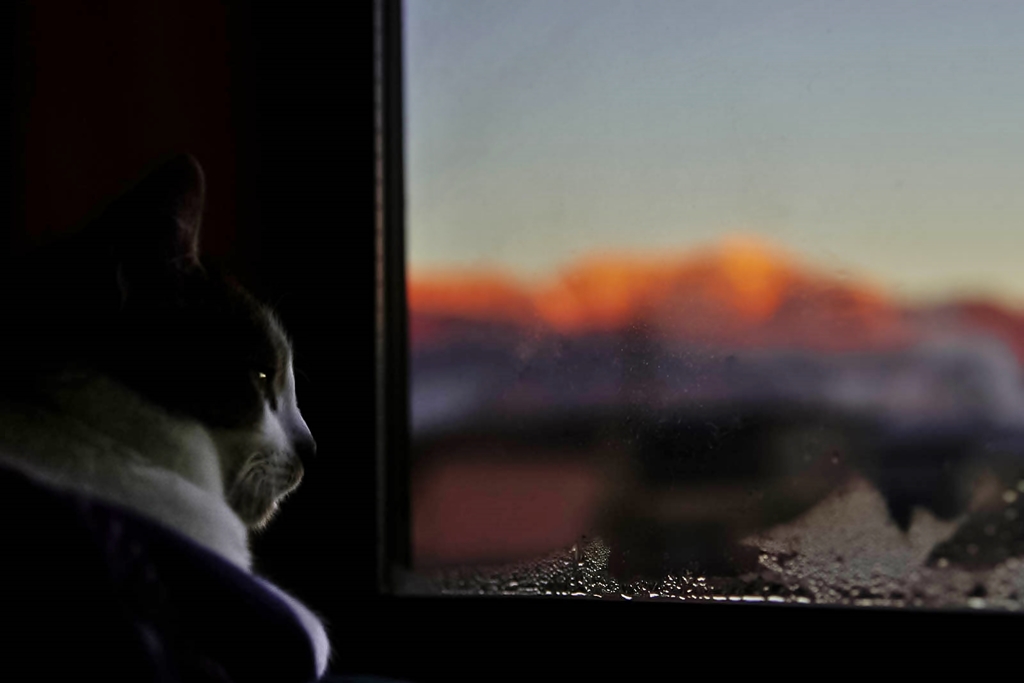 猫のいる日々(goma)