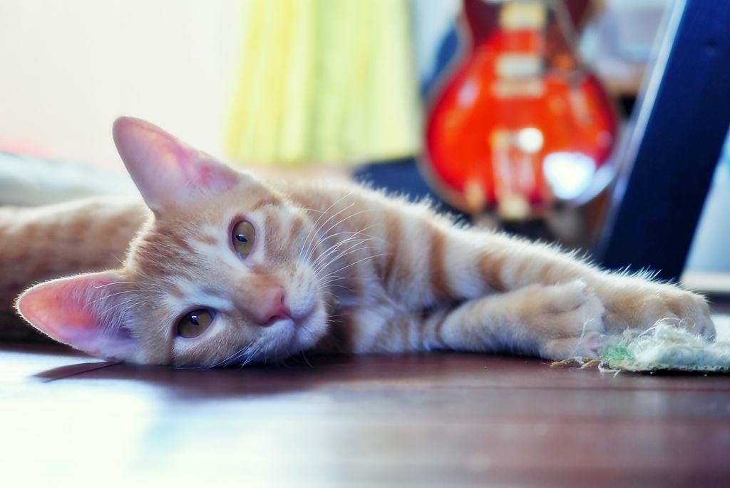 ころりん（chata）