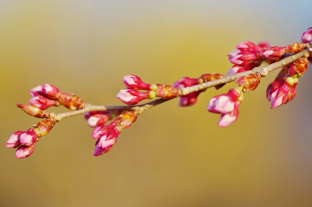 さくら（間もなく）