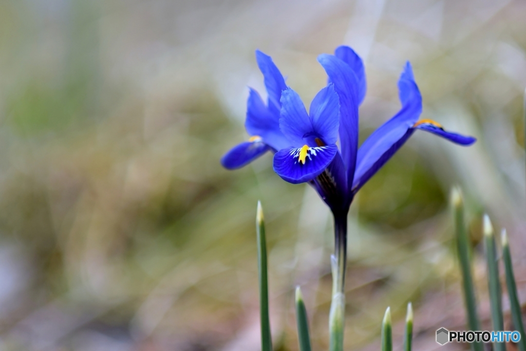 庭の花