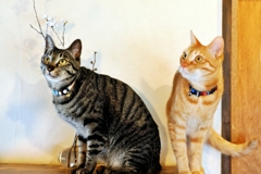 サクラの頃 (shima & chata)