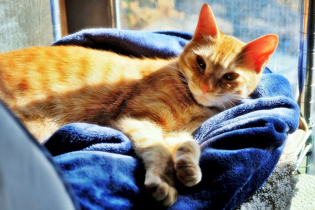 サニーサイド（chata）