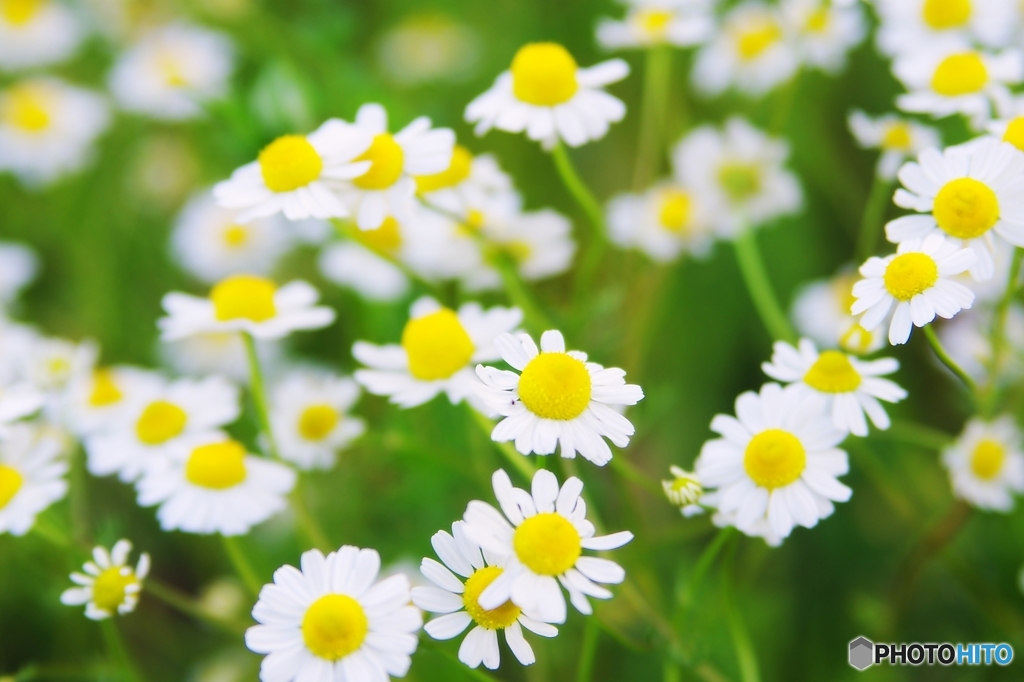 庭の花