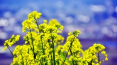 菜の花