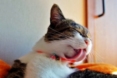 ぺろ〜ん（組み写真1/4）